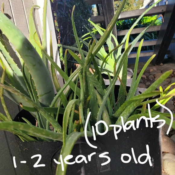 Aloe Vera Starter Plant Outdoor Indoor Home Grown Nature's Miracle Healing Gel - Picture 5 of 13